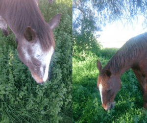 Horses love eating nettles