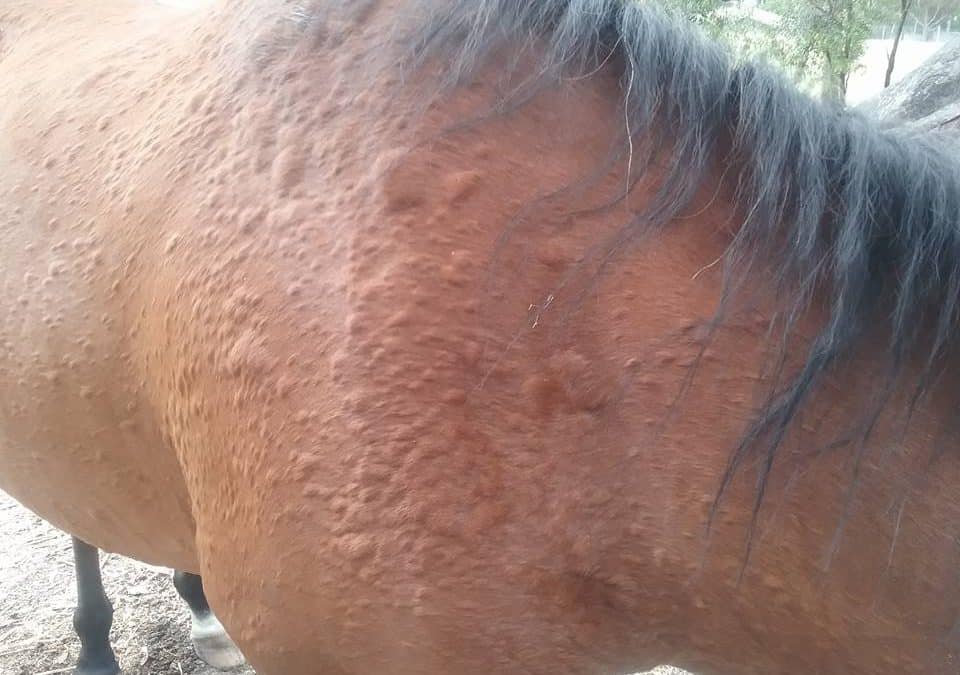 Herbal help for equine allergies