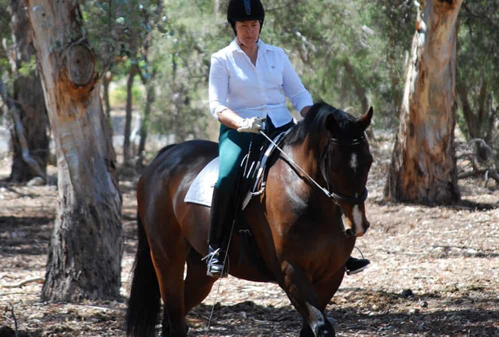 Nervous Horses – VF Herbal Remedies