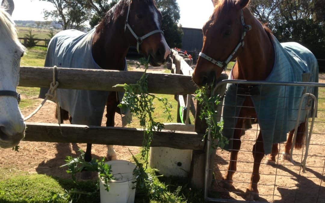 Good and Bad Weeds For Horses