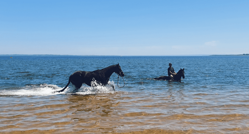 horses swimming